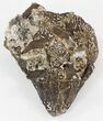 Captorhinus Skull (Permian Reptile) With Pyrite - Oklahoma #44852-4